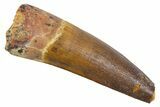 Bargain, Fossil Spinosaurus Tooth - Real Dinosaur Tooth #305660-1